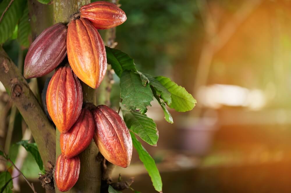 Healthy cocoa pods